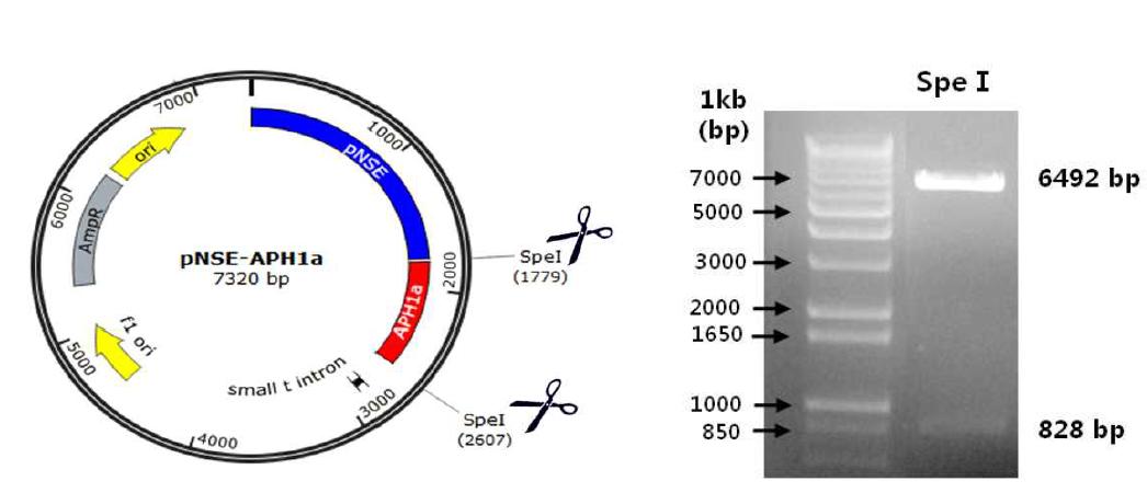 SpeⅠEnzyme cutting