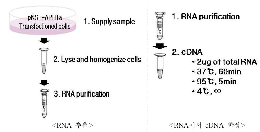 RNA 추출 및 cDNA합성