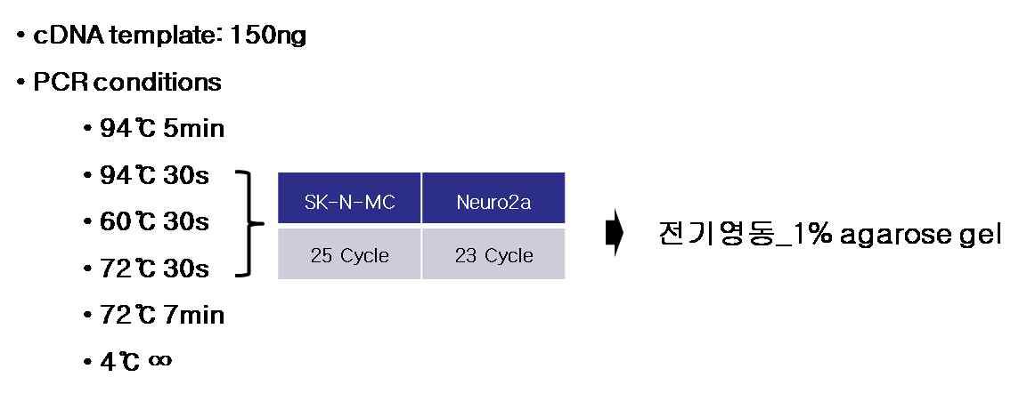 RT-PCR conditions