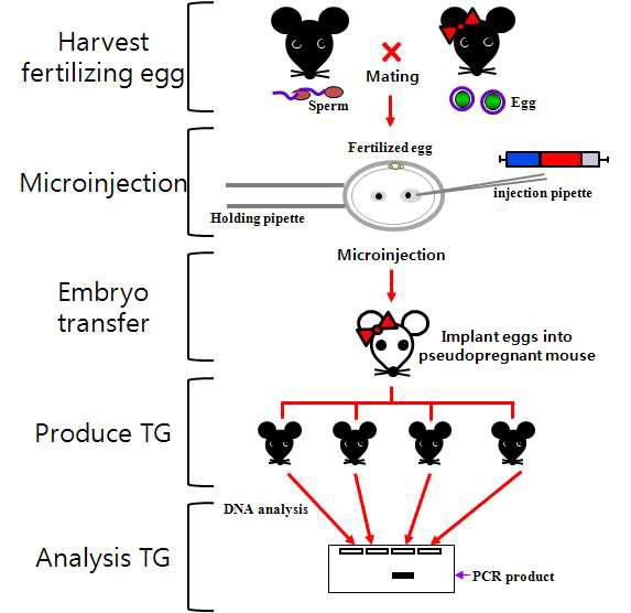 Strategy for production of transgenic mouse expressing NSE-APH1a