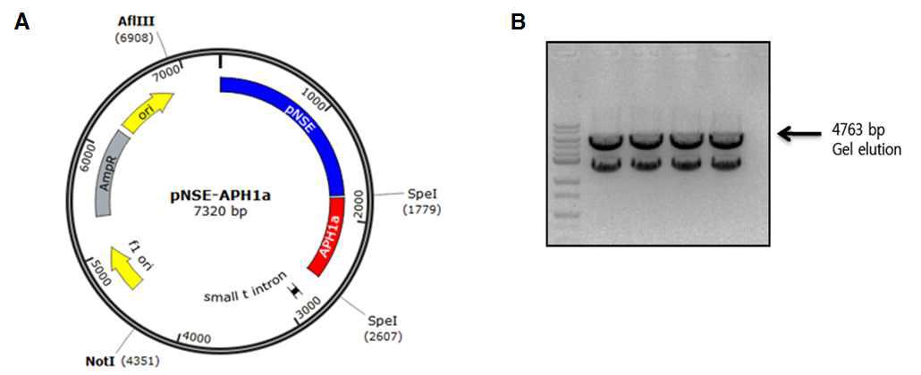 (A) pNSE-APH1a vector construction. (B) Identification of pNSE-APH1a digested with AflⅢ and NotⅠ.