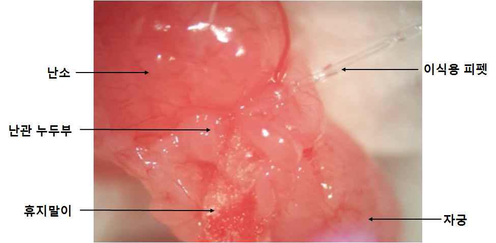 Injected eggs were then transferred into the oviduct of psedopregnant ICR recipient females on day one.