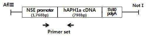 The position of primer set