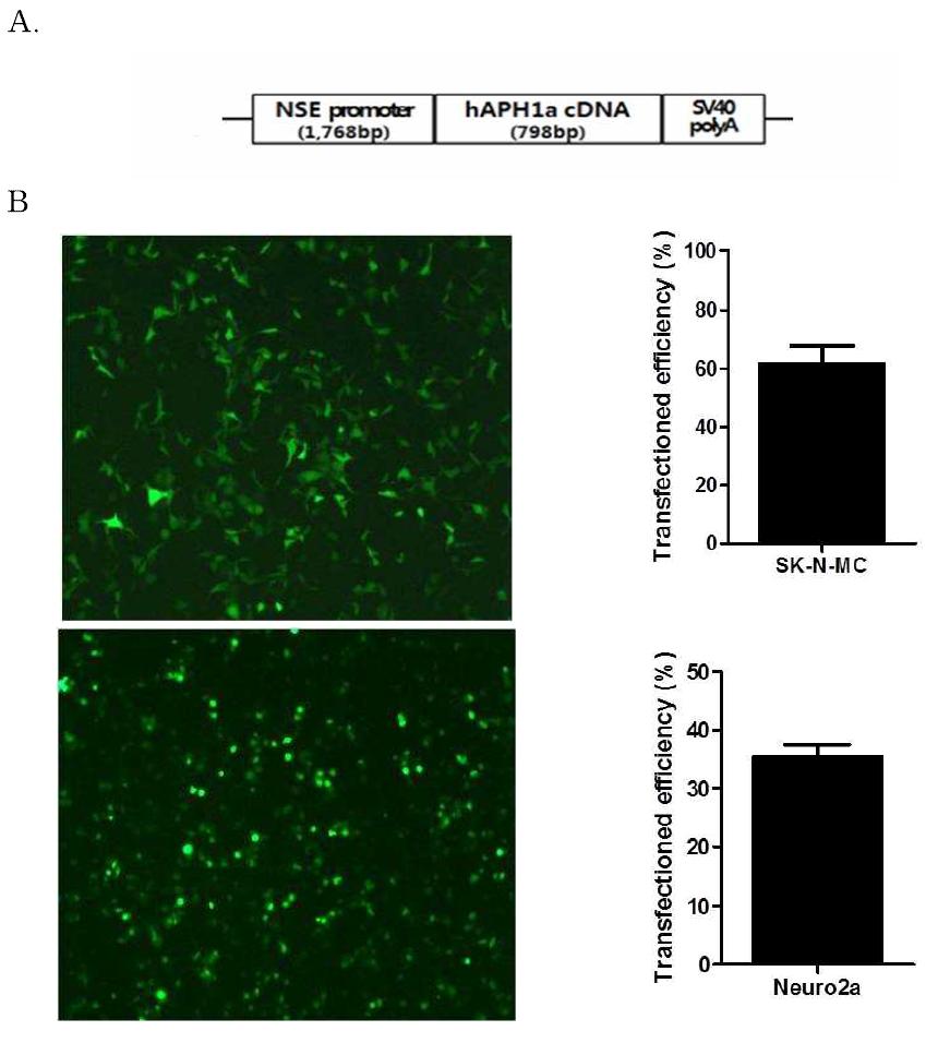 Gene construction and transfection efficiency in neuronal cell