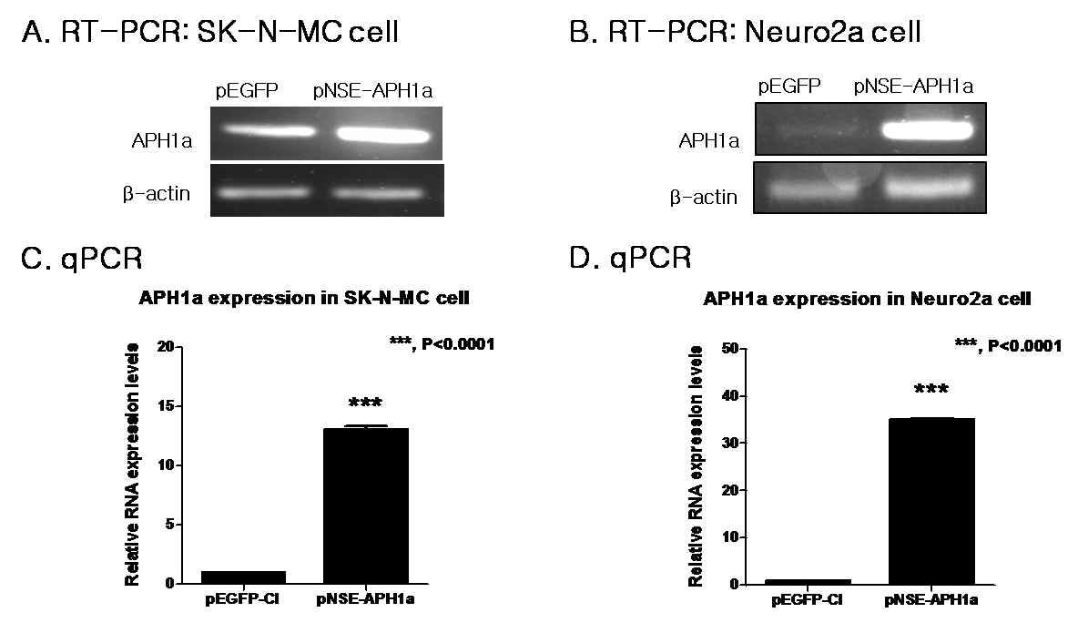 Cell-specific expression RNA level of the human APH1a