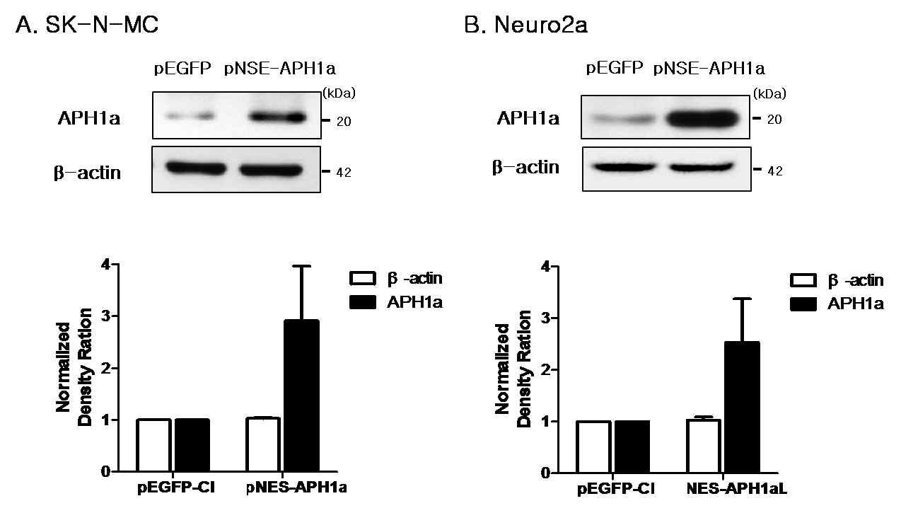 Confirmation of the expression of the APH1a protein.