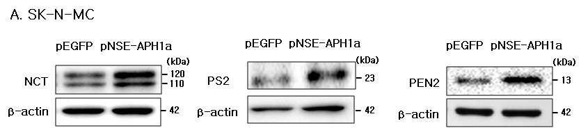 γ-secretase component level by the increased APH1a protein