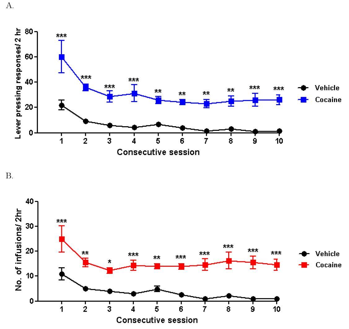 Acquisition of cocaine (250 μg/infusion) self administration in sprague-Dawley (SD) rats with lever pressing responses (A) and drug-infusions (B).