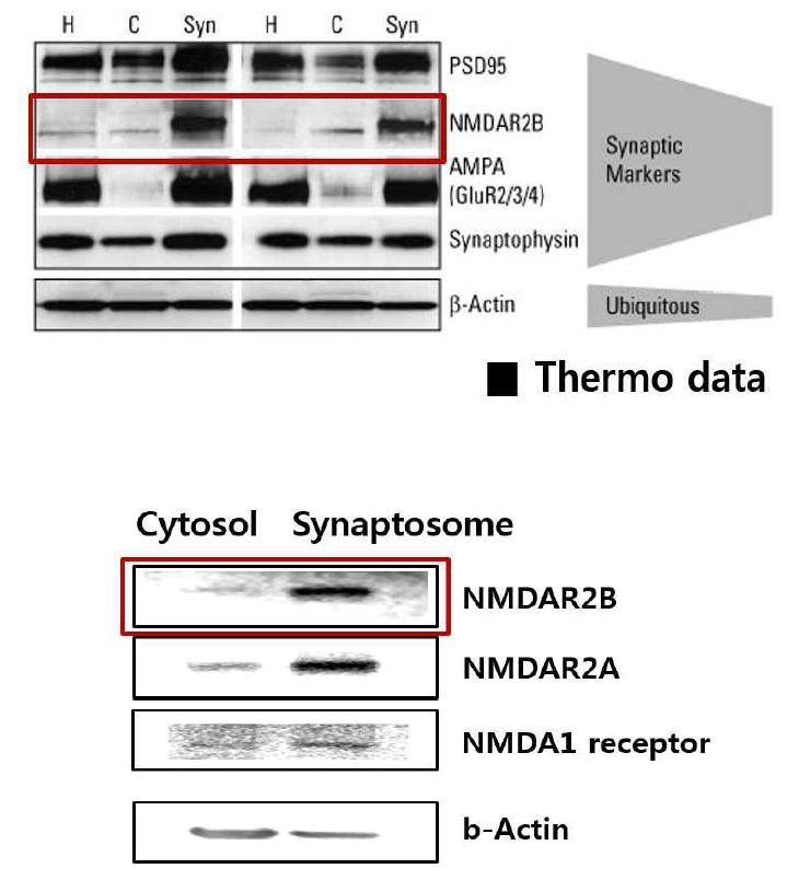 Comparative analysis through data and Western blot provided by manufacturer Total protein (10 μg) from SD-rat brain tissue cytosol(C), synaptosome suspension(Syn) were analyzed by Western blot.