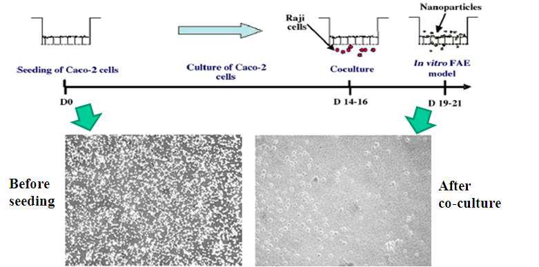 Co-culture 후 monolayer를 형성한 in vitro FAE model system