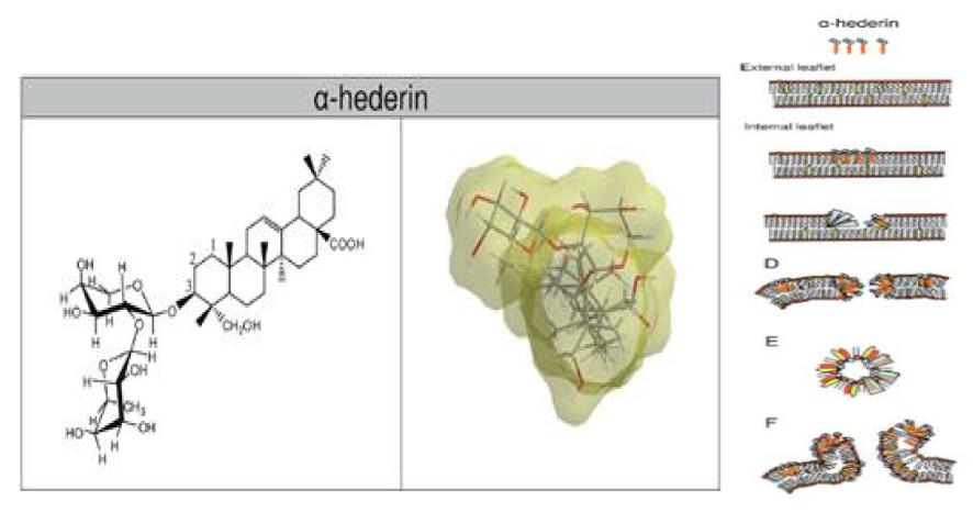 Alpha-hederin의 구조 및 막과의 상호작용 관련 모식도.