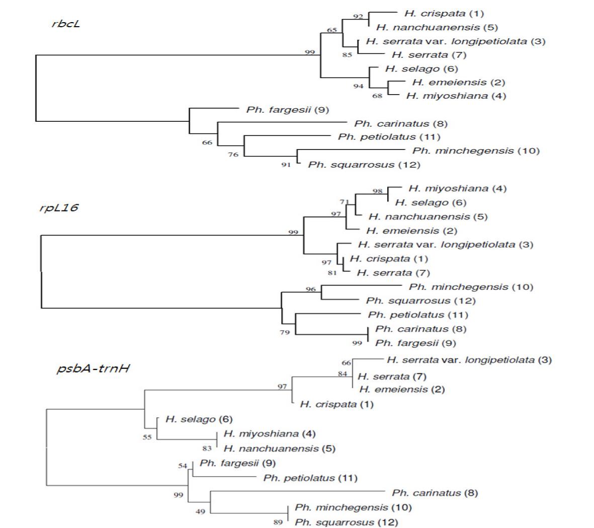 신경계 질환에 사용되는 석삼과(石杉科, Huperziaceae) 양치식물을 식별하기 위해 유전자 분석을 실시하여 비교한 결과.