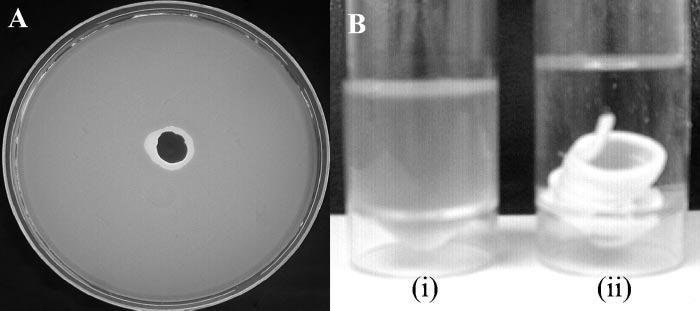 박테리오파지 크림의 S. aureus 저해력 실험.