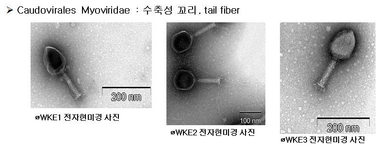 Bacteriophage 전자현미경 사진