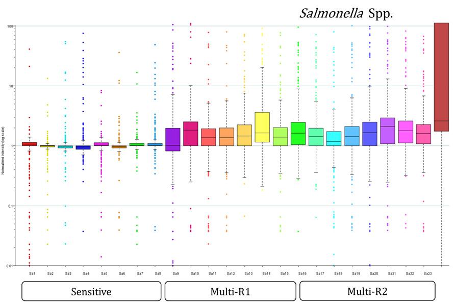 Salmonella spp의 내성 유전자 검출 양상