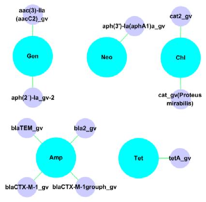 항생제 내성 phenotype과 genotype 비교 (Salmonella Spp.)