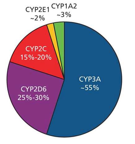Relative contribution of CYP Isoforms to Drug Biotransformation