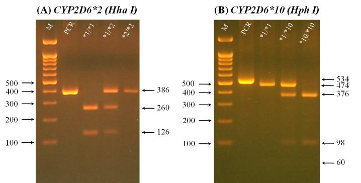 (A) CYP2D6*2와 (B) CYP2D6*10 유전형 분석 결과