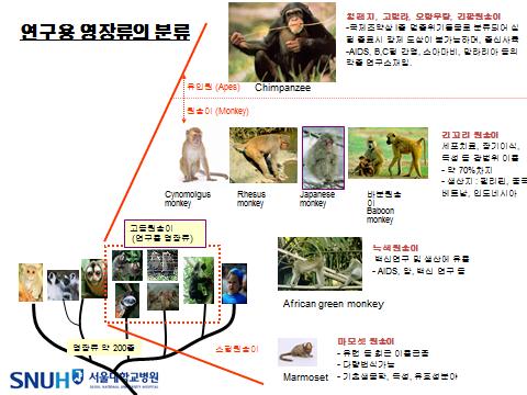 Common marmoset의 분류학상의 위치