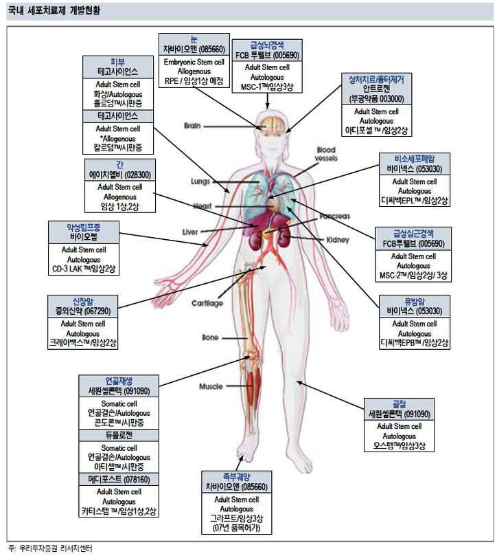 국내 세포치료제 개발 현황