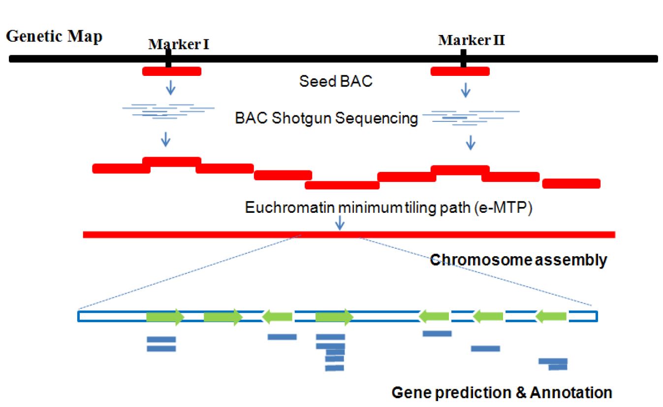 The classical sequencing technology