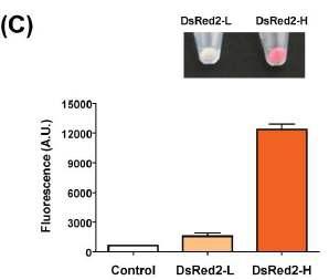 Translational model을 기반으로 제작된 DsRed2의 expression 검증