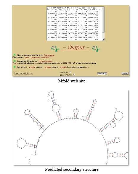 Mfold web site and Predicted secondary structure