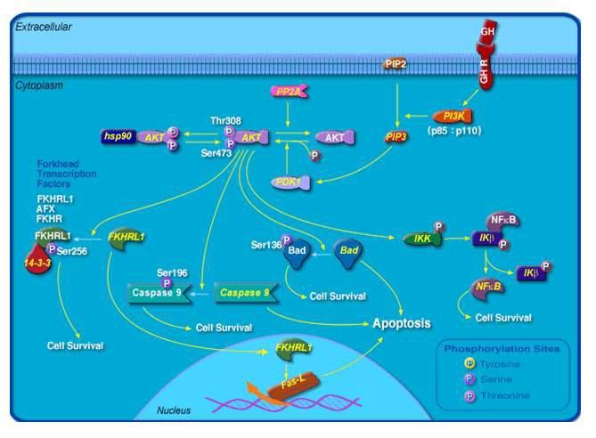 The figure shows how phosphorylation and dephosphorylation, which is one of the primary modification of protein, regulates cell death and survival through protein