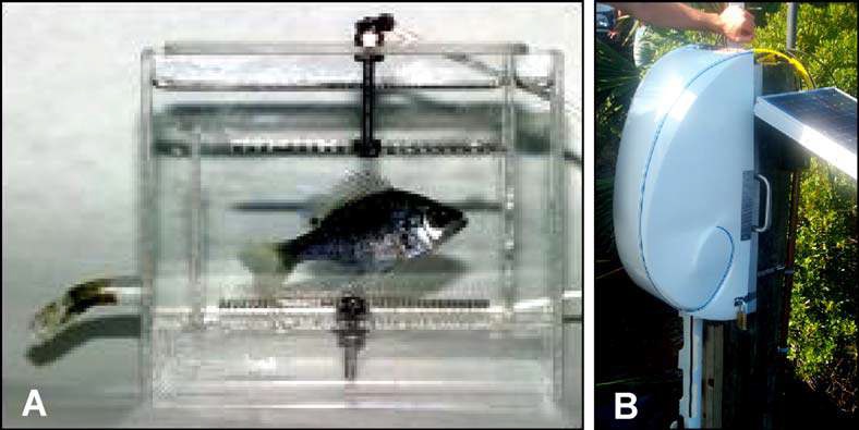 (A) Fish biomonitoring chamber. (B) Platform for continuous flow monitoring