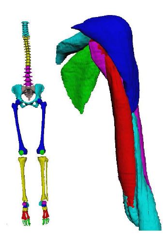 다리, 몸통의 뼈대와 위팔에 있는 근육의 표면3차원을 만듦.