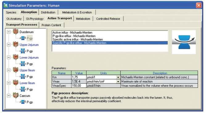 Definition of transport processes in PK-Sim