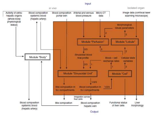 Module composition of the whole-organ 모델