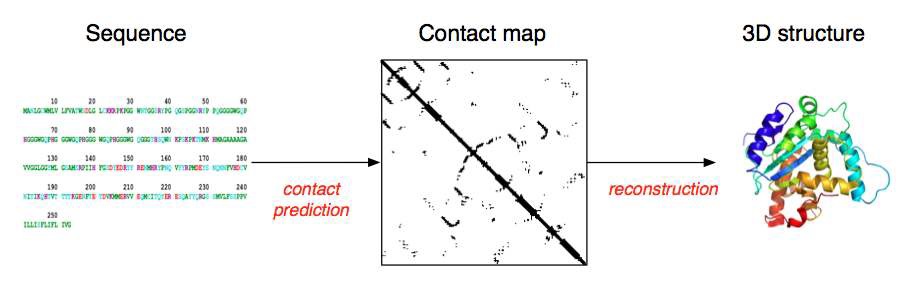 단백질 서열로부터 구조를 예측하는 중간 정보로써 잔기 컨택트 정보