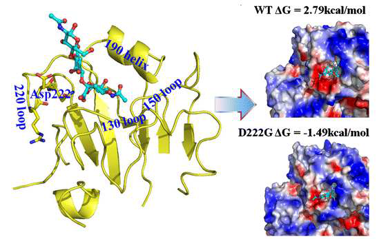 MD를 이용한 hemagglutinin 돌연변이와 수용체의 결합 친화성 분석