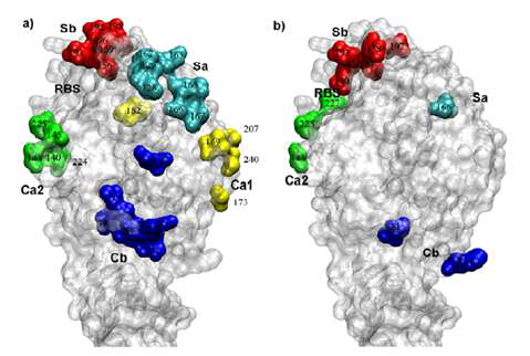 Influenza virus(A/H1N1) HA 유전자의 Antigenic structure와 positive selection