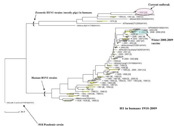 Influenza A H1N1 strains(human) haemagglutinin phylogenetic tree(1918~현재)