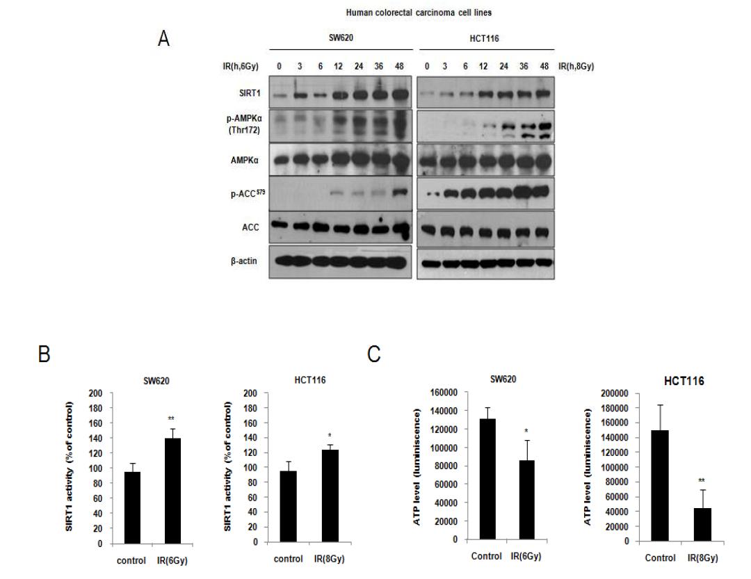 방사선에 의한 SIRT1 및 A M P-activated protein kinase (A M PK ) 활성화.