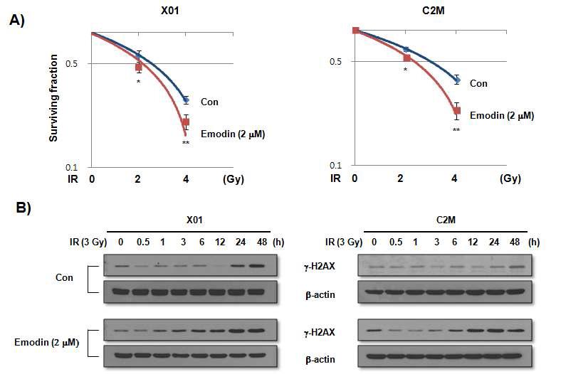 뇌종양줄기세포들의 방사선 조사 후 clonogenic 활성 측정 (A ) 및 gamma-H2A X 발현 W estern blot (B)
