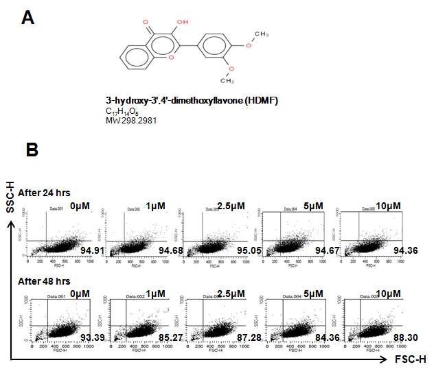 3-hydroxy-3′ , 4′ - dimethoxyflavonol (HDMF)의 특징. A) HDMF의 구조. B) HDMF 농도별 (1-10 µM) 처리 시 세포독성이 없음을 FACS analysis로 분석.