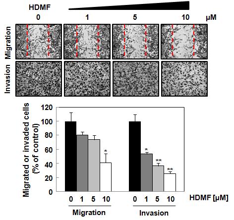HDMF의 농도별 처리 후 암세포 이동성 및 침윤기능 분석.