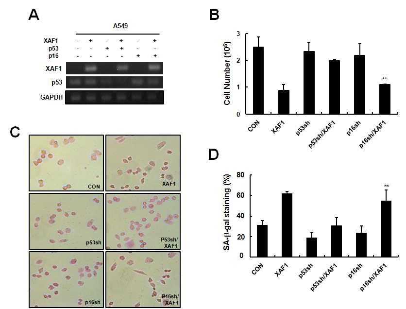 XAF1의 p53 의존적 암세포 노화 유도