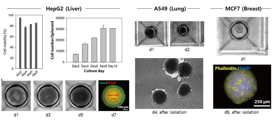 A549, HepG2, MCF7 총 3종의 암세포의 고수율, 고정밀 3차원 세포 스페로이드 배양법을 수립하였음.