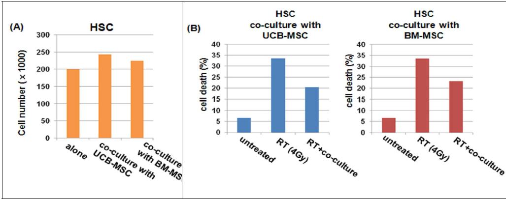 방사선 조사 시 중간엽 줄기세포의 공동배양으로 인한 조혈모세포의 자멸사 감소