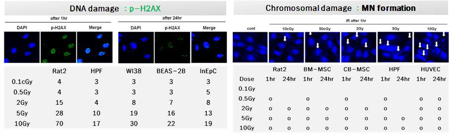 Analysis of chromosomal damage and DNA damage in various normal and stem cells in radiation response. Various cells replate and exposed to radiation in manner of indicated dose of radiation. At 1 hour or 24 hours after irradiation, DNA damage was analyzed by p-H2AX and micronuclear(MN) formation was evaluated using confocal microscope.