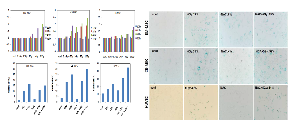 Analysis of cellular senescence after irradiation in various normal and stem cells using ß-gal staining. Various cells were replated and exposed to radiation in manner of indicated dose of radiation. After 5 day, cellular senescence was analyzed by senescence-associated (SA) ß-gal staining kit.