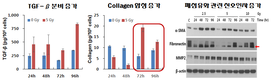 Enhanced markers of lung fibrosis in WI38 cells (Fibroblast cell line) in response to radiation. TGFβ1 concentration in the supernatants of confluent WI38 cells, cultured with or without 5Gy irradiation as indicated dose. TGFβ1 and synthesis of collagen was measured by ELISA. At the time of harvest, cells were counted and the TGFβ1 and synthesis of collagen values were corrected as proportion to cell numbers. Indicated protein expression was analyzed by western blotting.