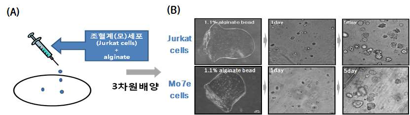 Ex vivo culture system of hematopoietic lineage cells (Jurket and Mo7e) using alginate mixture. Small colonies of hematopoietic cells (Jurket and Mo7e) could be seen from day 5, and colonies grew larger and more numerous as the culture time was prolonged.