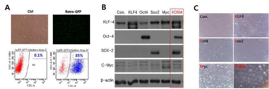 Efficiency of GFP-retrovirus infection in NUFF and expression of reprogramming 4 factors (Klf4, Oct4, Sox2, c-Myc). The cells were replated and infected with GFP-retrovirus. After 5 days, the expression of GFP was compared by flowcytometry. (A) The percentage of GFP expression cells after infection (B) The expression of Klf4, Sox2, Oct4 and c-Myc was analyzed by western blotting. Actin was used as loading control. (C) The morphology of transduced NUFF at day 5.