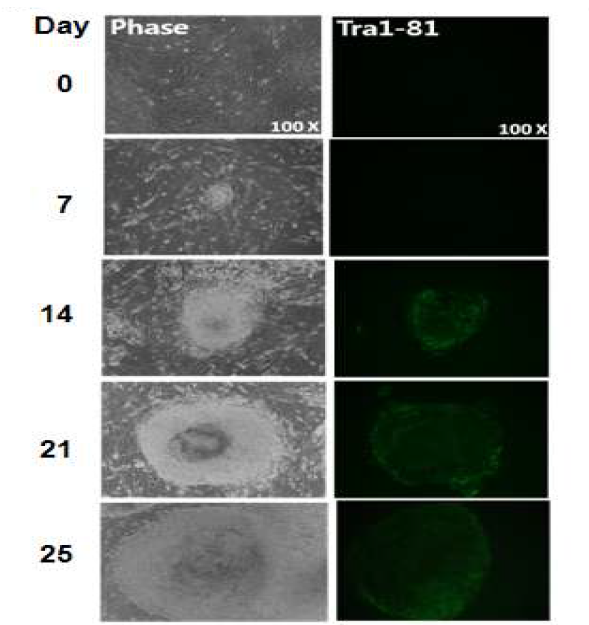 Morphology and surface marker expression of transduced human NUFF cell colonies. Transduced NUFF cells were cultured on MEF feeder system with hES medium. Morphology(left) and live-staining of Tra1-81(right), surface marker of pluripotent stem cells.