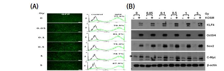 Efficiency of GFP-retrovirus infection and expression of reprogramming factors (Klf4, Oct4, Sox2, c-Myc) in radiation exposed NUFF cells with various dose. The cells were replated and infected with GFP-retrovirus. After 5 days, the expression of GFP was compared by flowcytometry. (A) The percentage of GFP expression after infection (B) The expression of Klf4, Sox2, Oct4 and c-Myc was analyzed by western blotting. Actin was used as loading control.